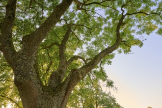 View from below of an ash tree with dense branches and green leaves against a clear sky in the