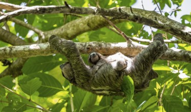 Brown-throated sloth (Bradypus variegatus) with baby, young animal, climbing a tree, Cahuita