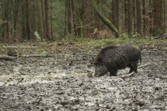 Wild boar (Sus scrofa) boar in the wallow, Allgäu, Bavaria, Germany, Allgäu, Bavaria, Germany,