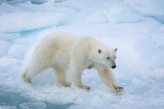 Polar bear (Ursus maritimus) on the pack ice at 82 degrees north, Spitsbergen Island, Svalbard and