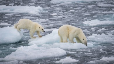 Polar bears (Ursus maritimus) on the pack ice at 82 degrees north, mother with cubs, Svalbard