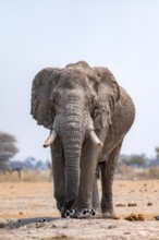 African elephant (Loxodonta africana), Nxai Pan National Park, Botswana Botswana