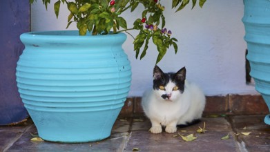 Black and white cat sitting between two blue flower pots on floor tiles, cat (n), Mesochori, west