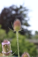 Wild teasel (Dipsacus fullonum), with flower wreath with bokeh in the background, Haiger, Hesse,