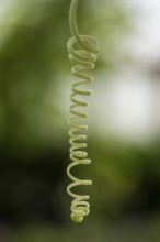 Macro photograph of a spiral plant tendril, Giant Waterlily House, Royal Botanic Gardens (Kew