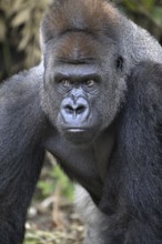 Western lowland gorilla (Gorilla gorilla gorilla), portrait, Réserve Lésio-Louna nature reserve,