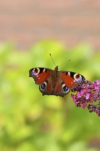 Peacock butterfly (Inachis io) sucking nectar on butterfly bush (Buddleja davidii), in a natural