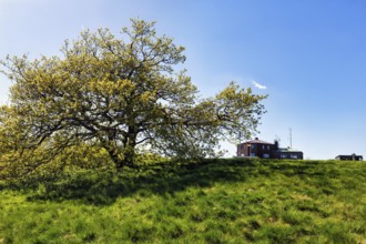 Single oak (Quercus), solitary oak and Köterberghaus on a hilltop, Köterberg, Lügde, Weserbergland,