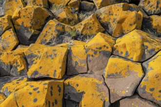 Orange-yellow lichen on columnar basalt, Iceland, Europe