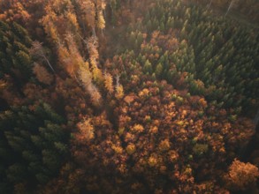 Colourful autumn forest from a bird's eye view with a mixture of green and orange trees, Gechingen,