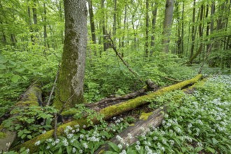 Near-natural deciduous forest with flowering wild garlic (Allium ursinum), deadwood overgrown with