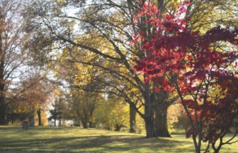 Maple, lime tree, autumn colours, autumn, park, main cemetery, Stuttgart, Baden-Württemberg,