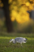 Grey heron (Ardea cinerea), animal portrait, autumn, Rosensteinpark, Stuttgart, Baden-Württemberg,