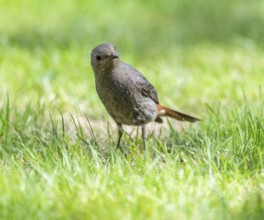 Black redstart (Phoenicurus ochruros), female foraging on a lawn in a garden, Lower Saxony,