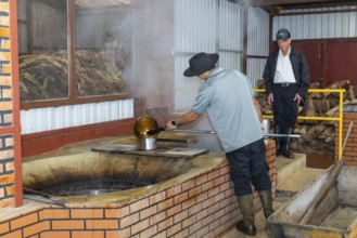 Heated sugar cane pulp is poured into a pot (Saccharum officinarum), sweet grasses (Poaceae), Costa