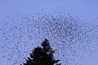 Approximately 1 million bramblings (Fringilla montifringilla), in flight over their roost at dusk,