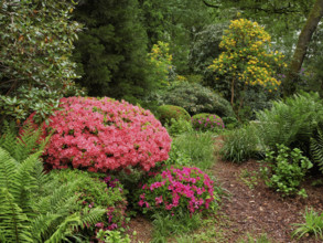 Flowering rhododendron (Rhododendron campanulatum), Seleger Moor, Rifferswil, Canton Zurich,