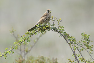 Kestrel (Falco tinnunculus), female on perch, Lake Neusiedl National Park, Seewinkel, Burgenland,