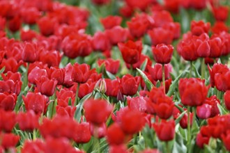 Red tulip flowers (Tulipa), Texel, North Holland, Netherlands