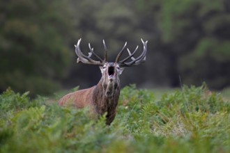 Red deer (Cervus elaphus) stag bellowing among bracken in woodland during the rut in autumn, fall