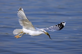 Yellow-legged gull (Larus michahellis) taking off with caught fish prey in beak in spring