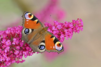 European peacock (Inachis io) sucking nectar on butterfly-bush (Buddleja davidii), butterfly bush,