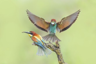 Bee-eater (Merops apiaster), pair, one bird approaching, wildlife, Lake Neusiedl National Park,