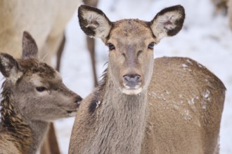 Red deer (Cervus elaphus) hind in a forest in winter, snow, portrait, Bavaria, Germany, Europe