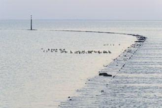 Evening mood at the North Sea, wild geese, Canada goose (Branta canadensis) swimming at a stone