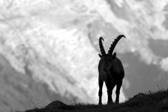 Alpine ibex (Capra ibex), adult male, silhouette in front of glacier, black and white photo, Mont