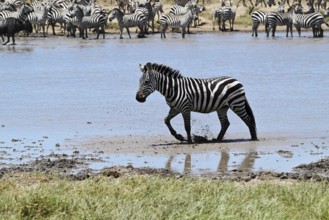 Zebras (Equus burchelli) and blue wildebeests (Connochaetes taurinus) by the pond, Serengeti