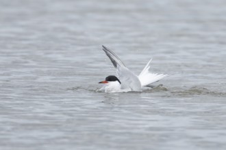 Common tern (Sterna hirundo) adult bird bathing in a shallow lagoon, Norfolk, England, United