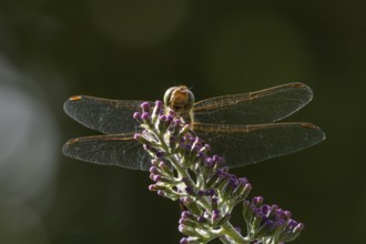 Common darter dragonfly (Sympetrum striolatum) adult insect on a Buddleia plant flower in the