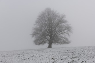 A large tree in the middle of a snow-covered and foggy landscape, Rieden am Forggensee, Ostallgäu,