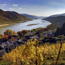 View of Bacharach on the Rhine in autumn with the Fürstental Silvaner wine-growing region, Upper