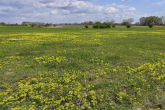 Field of flowering cypresses, spurge (Euphorbia cyparissias), Lake Neusiedl National Park,