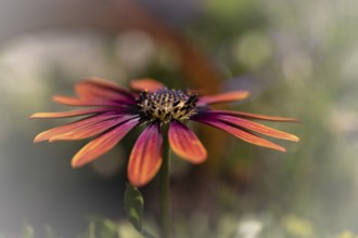 Gerbera orange red pink, macro, flower, background blurred with bokeh, green stem, Dortmund, North