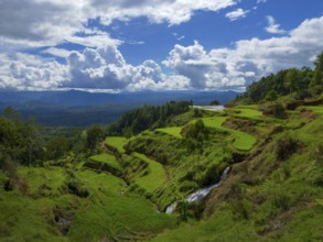 Rice fields, rice terraces, landscape near Limbong, Tana Toraja, Sulawesi, Indonesia, Asia