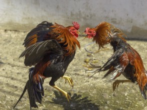 Cockfight, Rantepao, Tana Toraja, Sulawesi, Indonesia, Asia