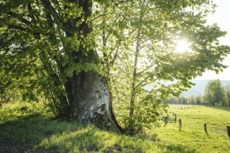 800-year-old lime tree near Frath, Bavarian Forest, Bavaria, Germany, Europe