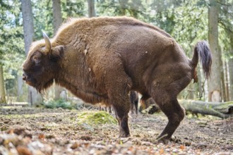 European bison (Bison bonasus) excretion of excrement in a forest in spring, Bavarian Forest,