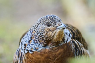 Western capercaillie (Tetrao urogallus) female (hen) portrait, Bavaria, Germany, Europe