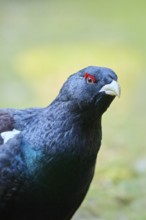 Western capercaillie (Tetrao urogallus) male (cock) portrait, Bavaria, Germany, Europe