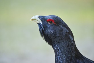 Western capercaillie (Tetrao urogallus) male (cock) portrait, Bavaria, Germany, Europe