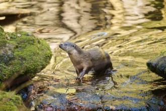 Eurasian otter (Lutra lutra) on the shore of a little lake in the bavarian forest, Bavaria,