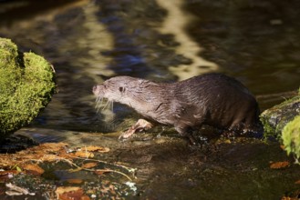 Eurasian otter (Lutra lutra) on the shore of a little lake in the bavarian forest, Bavaria,