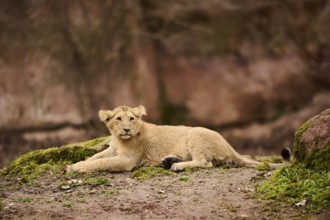 Asiatic lion (Panthera leo persica) cub lying on the ground, captive