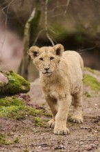 Asiatic lion (Panthera leo persica) cub walking on the ground, captive