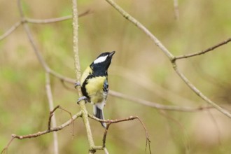 Great tit (Parus major) sitting on a branch, Bavaria, Germany, Europe