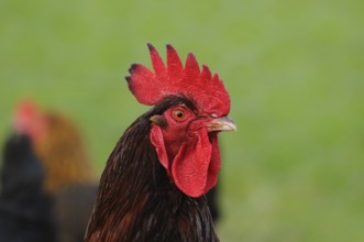 Close-up of a rooster with a red comb on a green background, domestic fowl (Gallus gallus